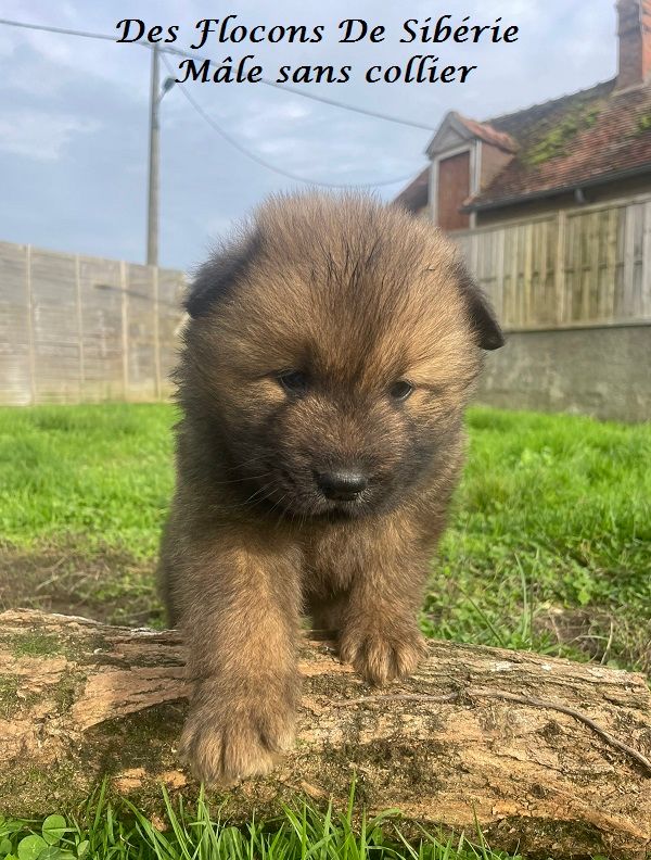 Naissances des chiots de Ukky, Ravelle et Tess 2025 (chiots dispos)