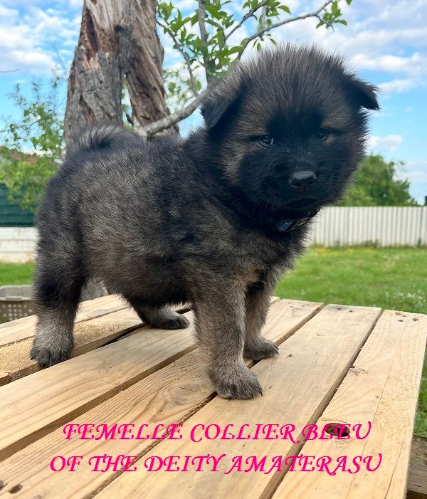 Of The Deity Amaterasu - Chiots disponibles - Eurasier
