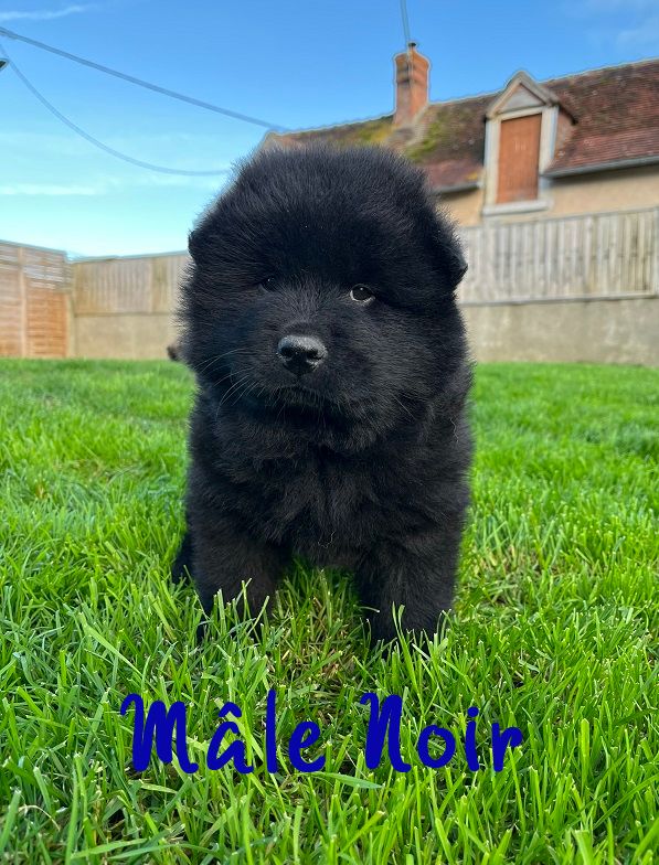 Of The Deity Amaterasu - Chiots disponibles - Eurasier