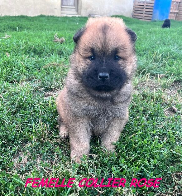 Of The Deity Amaterasu - Chiots disponibles - Eurasier
