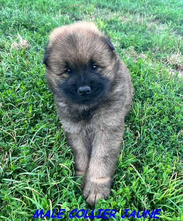 Of The Deity Amaterasu - Chiots disponibles - Eurasier