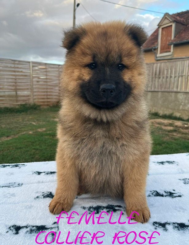 Of The Deity Amaterasu - Chiots disponibles - Eurasier