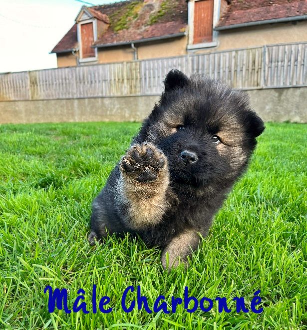 Of The Deity Amaterasu - Chiots disponibles - Eurasier