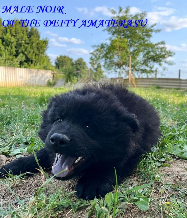 Of The Deity Amaterasu - Chiots disponibles - Eurasier