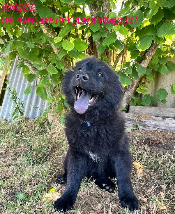 Of The Deity Amaterasu - Chiots disponibles - Eurasier
