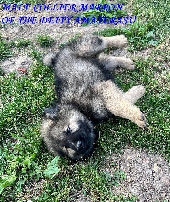 Of The Deity Amaterasu - Chiots disponibles - Eurasier