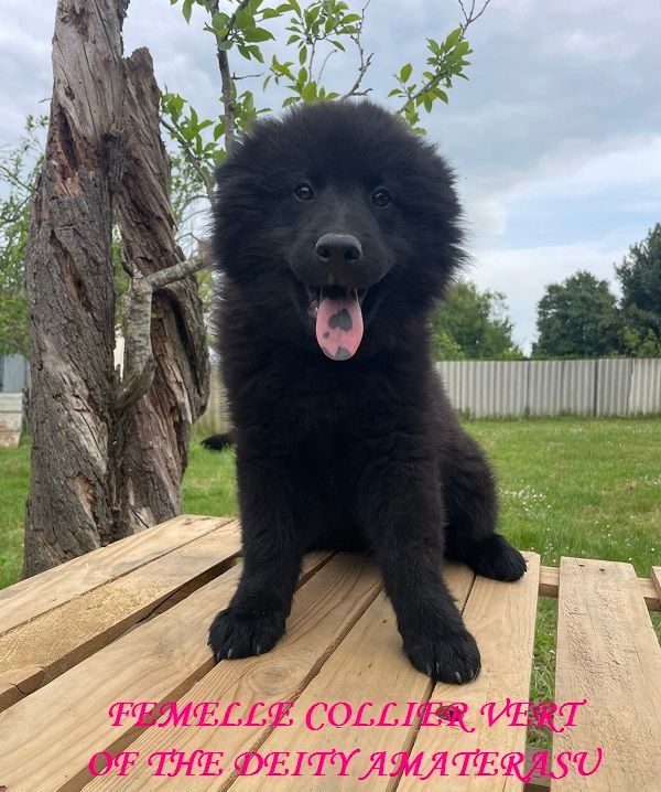 Of The Deity Amaterasu - Chiots disponibles - Eurasier