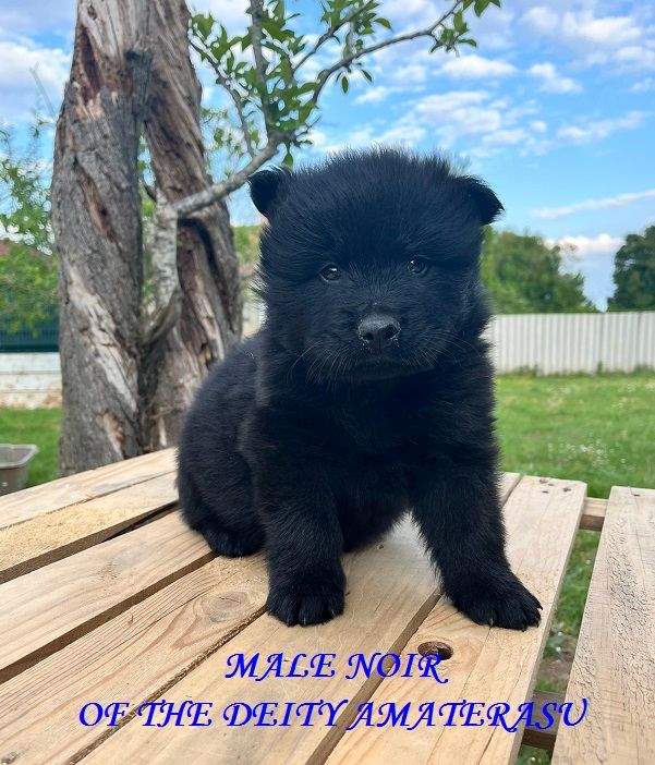 Of The Deity Amaterasu - Chiots disponibles - Eurasier