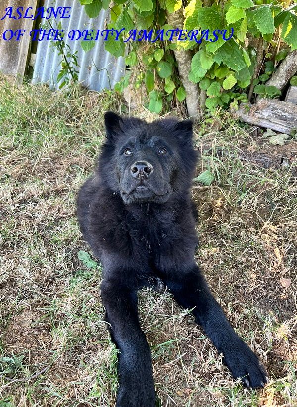 Of The Deity Amaterasu - Chiots disponibles - Eurasier