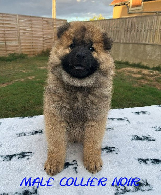 CHIOT MALE COLLIER NOIR 