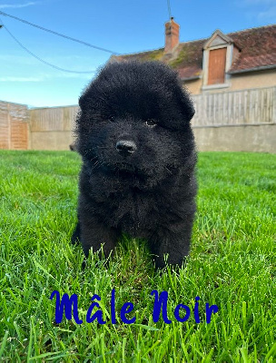 CHIOT MALE NOIR