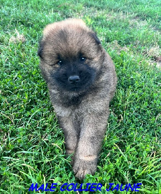 CHIOT MALE COLLIER JAUNE