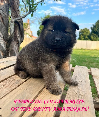 Femelle collier rose