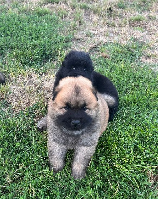 CHIOT FEMELLE NOIRE
