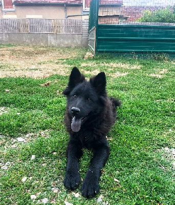 Angel / Femelle collier bleu