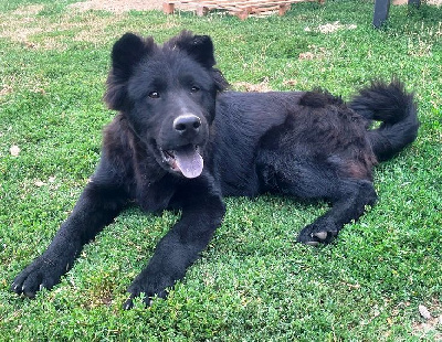 Aslane / Mâle collier bleu