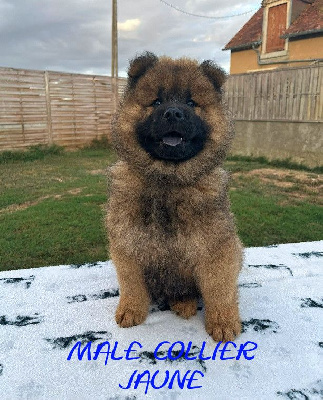 CHIOT MALE COLLIER JAUNE