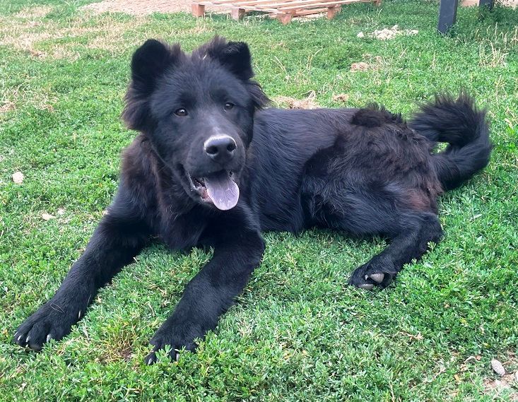 Of The Deity Amaterasu - Chiots disponibles - Eurasier
