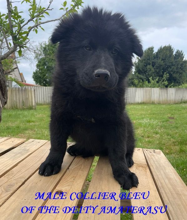Of The Deity Amaterasu - Chiots disponibles - Eurasier