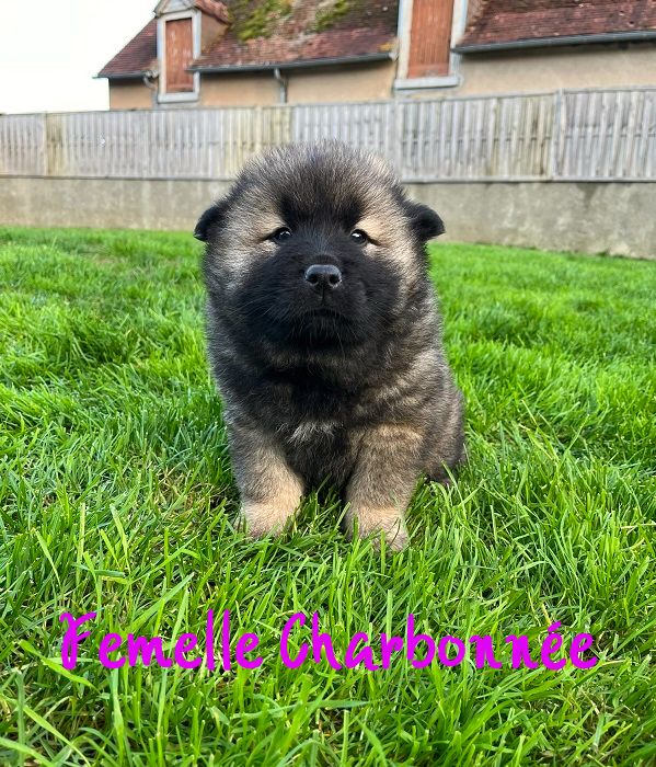 Of The Deity Amaterasu - Chiots disponibles - Eurasier
