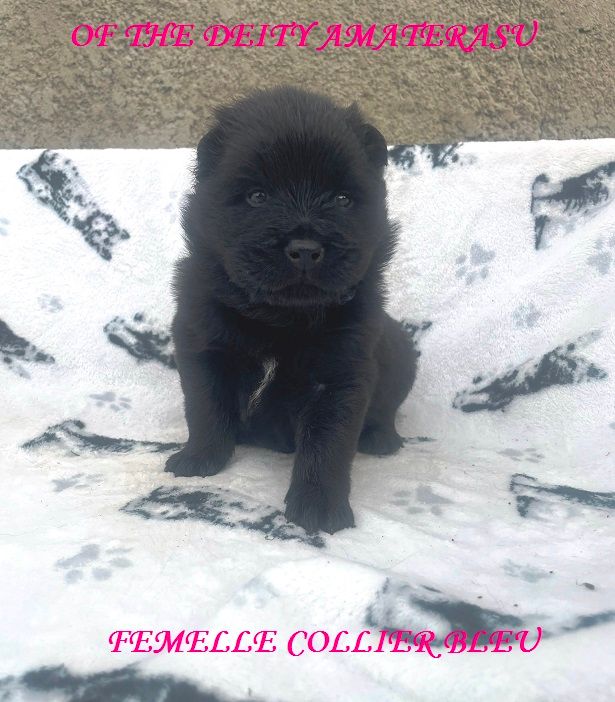 Of The Deity Amaterasu - Chiots disponibles - Eurasier