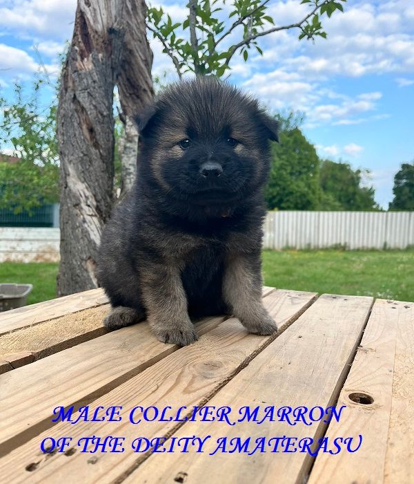 Of The Deity Amaterasu - Chiots disponibles - Eurasier