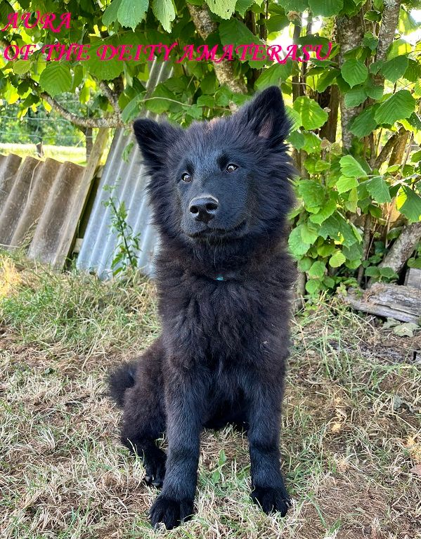 Of The Deity Amaterasu - Chiots disponibles - Eurasier