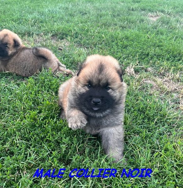 Of The Deity Amaterasu - Chiots disponibles - Eurasier