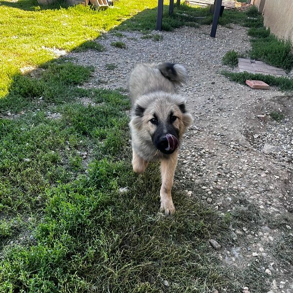 Of The Deity Amaterasu - Chiots disponibles - Eurasier